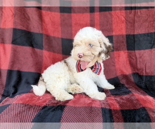 Medium Photo #3 Cockapoo (Miniature) Puppy For Sale in LAKELAND, FL, USA