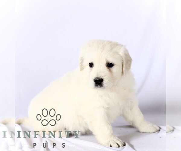Medium Photo #4 English Cream Golden Retriever Puppy For Sale in GORDONVILLE, PA, USA