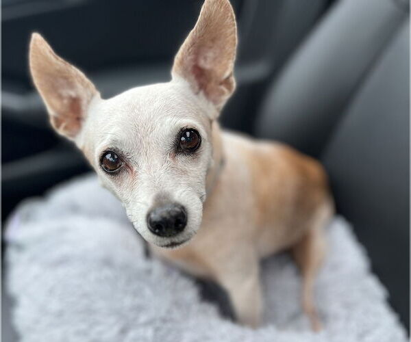 Medium Photo #3 Chihuahua-Unknown Mix Puppy For Sale in Caribou, ME, USA