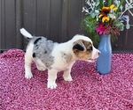 Puppy Kendall Augi