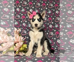 Siberian Husky Puppy for sale in QUARRYVILLE, PA, USA