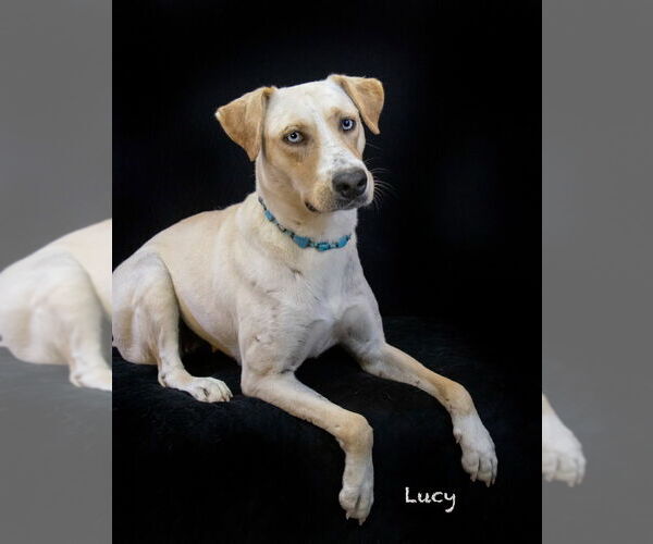 Medium Photo #7 Labrador Retriever-Unknown Mix Puppy For Sale in Hot Springs Village, AR, USA