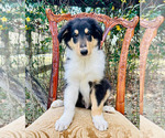 Small Photo #10 Collie Puppy For Sale in OCALA, FL, USA