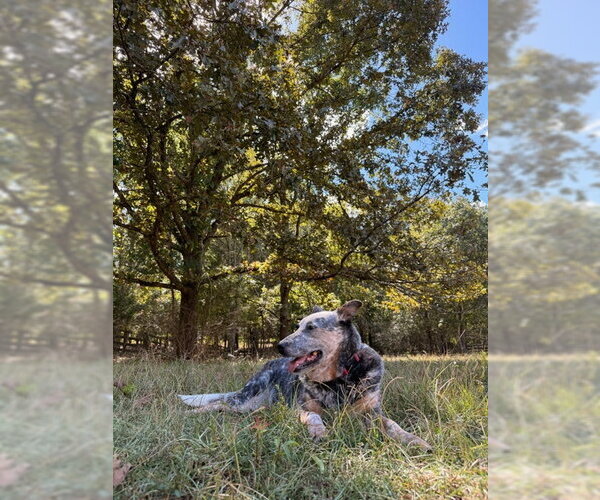 Medium Photo #2 Mutt Puppy For Sale in Garden City, NY, USA