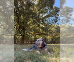 Small Photo #2 Mutt Puppy For Sale in Garden City, NY, USA