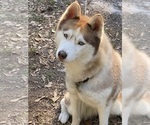Small Siberian Husky