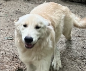Father of the Golden Retriever puppies born on 01/06/2023