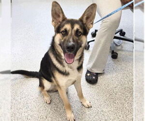 German Shepherd Dog Dogs for adoption in Houston, TX, USA