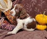 Puppy Forrest English Springer Spaniel