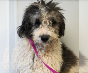 Poodle (Standard)-Unknown Mix Dogs for adoption in Brooklyn, NY, USA