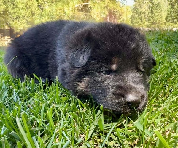 Medium Photo #22 German Shepherd Dog Puppy For Sale in MARIPOSA, CA, USA