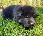 Small Photo #22 German Shepherd Dog Puppy For Sale in MARIPOSA, CA, USA