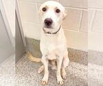 Small #2 German Shepherd Dog Mix