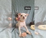 Small Photo #15 Boston Terrier Puppy For Sale in MINERAL WELLS, WV, USA