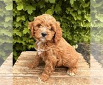 Small #3 Cavapoo