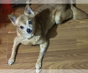 Chihuahua-Unknown Mix Dogs for adoption in Sioux Falls, SD, USA