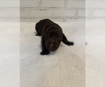 Puppy 3 Goldendoodle
