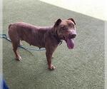 Small #1 American Pit Bull Terrier Mix
