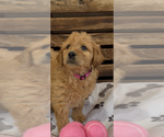 Small #8 Goldendoodle