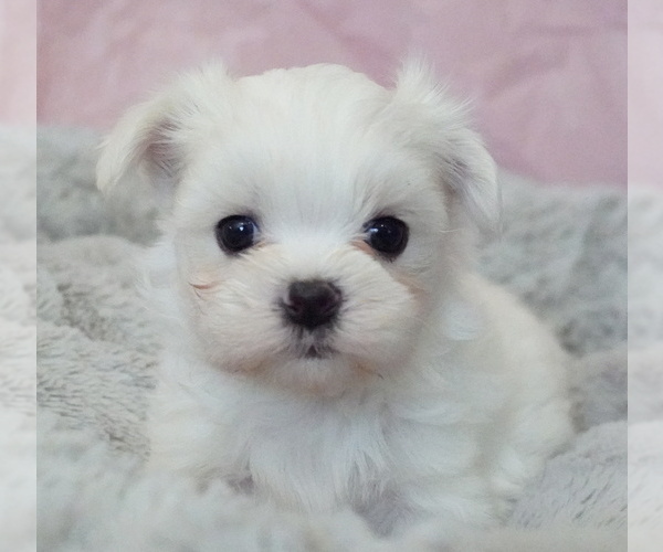 View Ad: Maltese Puppy for Sale near Belgium