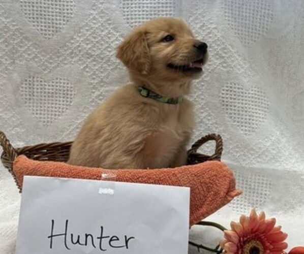 Medium Photo #4 Golden Retriever Puppy For Sale in OWEN, WI, USA