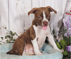 Boglen Terrier Puppy for sale in PENNS CREEK, PA, USA