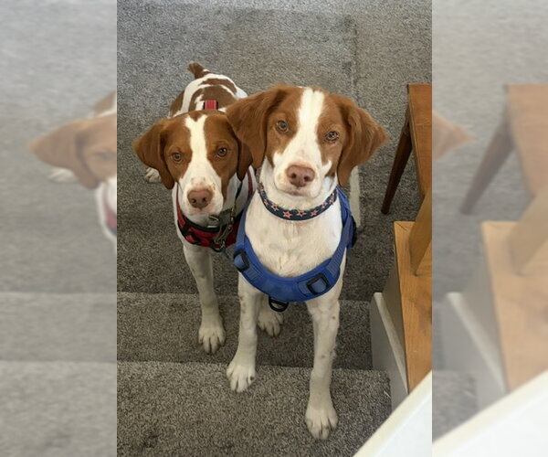 Medium Photo #4 Brittany Puppy For Sale in Curwensville, PA, USA