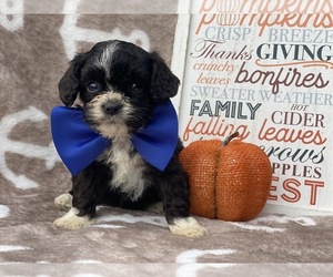 Cavapoo Puppy for sale in CEDAR LANE, PA, USA
