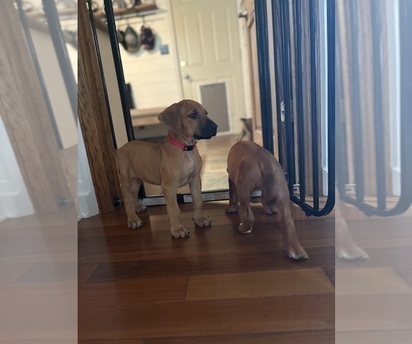 Medium Photo #7 Rhodesian Ridgeback Puppy For Sale in GARRETSON, SD, USA