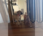 Small #6 Rhodesian Ridgeback