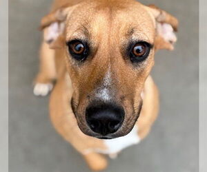 American Pit Bull Terrier-Unknown Mix Dogs for adoption in Tulsa, OK, USA