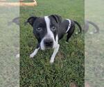 Small #1 Mutt