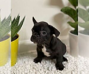 French Bulldog Puppy for sale in JOHNS ISLAND, SC, USA