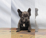 Small #3 French Bulldog