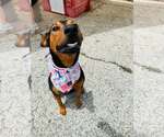 Small Photo #6 Doberman Pinscher-Unknown Mix Puppy For Sale in Houston, TX, USA