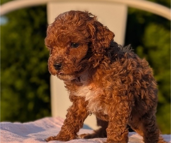Medium Photo #31 Poodle (Miniature) Puppy For Sale in GOSHEN, IN, USA