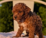 Small Photo #31 Poodle (Miniature) Puppy For Sale in GOSHEN, IN, USA