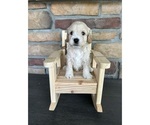 Small Photo #5 Cock-A-Poo Puppy For Sale in MORRIS, MN, USA