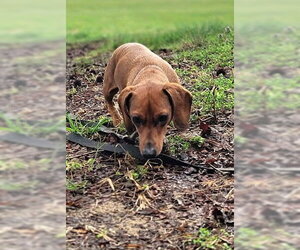 Luke in NC - Male Dachshund Dog for Adoption - Photo #3