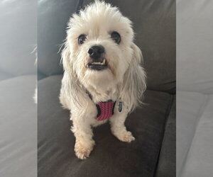 Cereza (Cherry) - Female Shih Apso Dog for Adoption - Photo #6