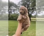 Small Photo #3 Goldendoodle Puppy For Sale in PECK, KS, USA