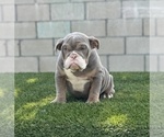 Small #18 English Bulldog