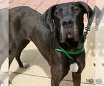 Small #3 Great Dane Mix