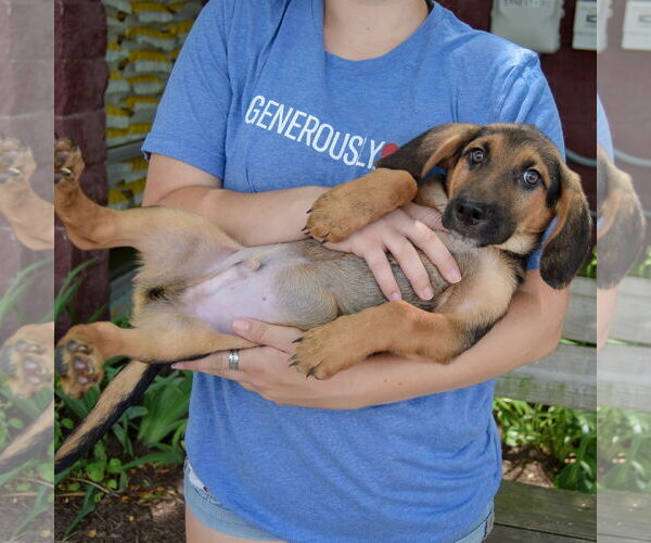 Medium Photo #4 Basset Hound Puppy For Sale in Huntley, IL, USA