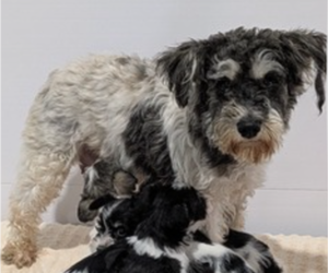 Mother of the Schnoodle (Miniature) puppies born on 09/20/2025