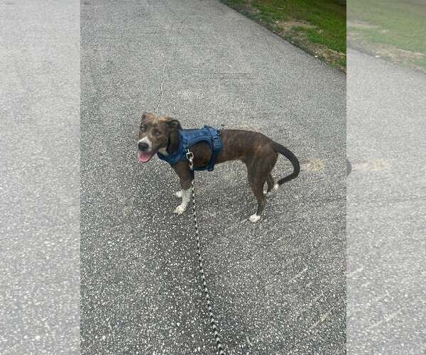 Medium Photo #25 Mountain Cur-Unknown Mix Puppy For Sale in Holly Springs, NC, USA