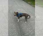 Small #24 Mountain Cur Mix