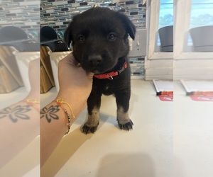 Labrador Retriever-Siberian Husky Mix Puppy for sale in RENO, NV, USA
