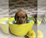 Small Photo #3 Dachshund Puppy For Sale in ACWORTH, GA, USA