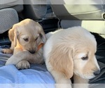 Small Photo #37 Golden Retriever Puppy For Sale in MERCED, CA, USA